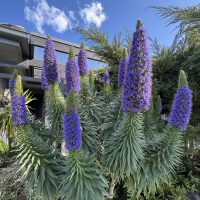 Echium 'Pride Of Madeira'