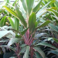 Cordyline "Pink Diamond"