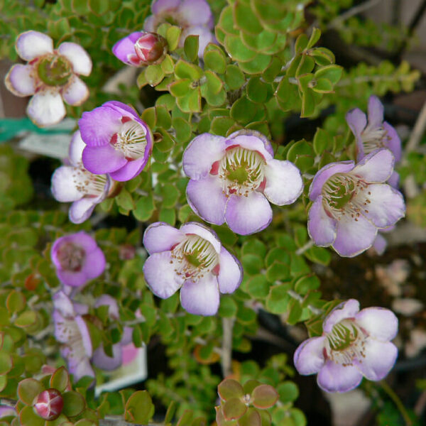 Leptospermum "Lavender Queen"