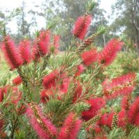 Callistemon Betka Beauty