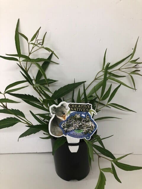 A small Clematis 'Southern Stars' 6" Pot surrounded by leaves, with a cutout of a koala in front labeled "creative natives.