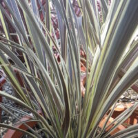 Cordyline "Electric Flash" 8" Pot