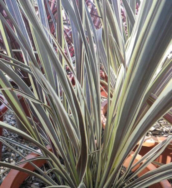 Cordyline "Electric Flash" 8" Pot