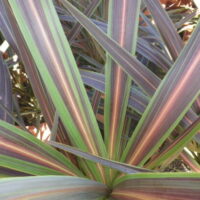 Cordyline "Electric Star"