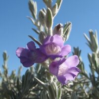 Close-up of lavender flowers blooming on a silvery, fuzzy-leaved Eremophila 'Emu Bush' 6" Pot against a clear blue sky.