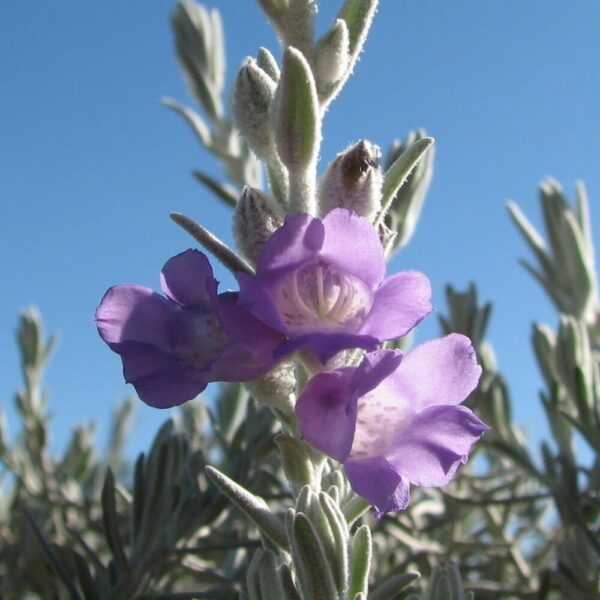 Close-up of lavender flowers blooming on a silvery, fuzzy-leaved Eremophila 'Emu Bush' 6" Pot against a clear blue sky.