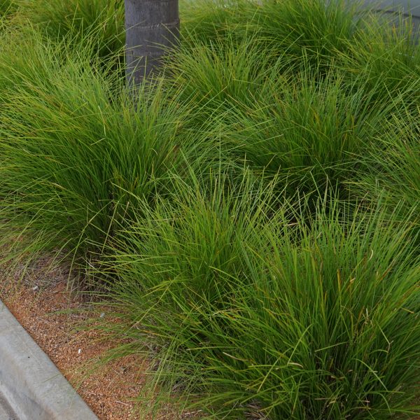 Clumps of Acacia 'Lime Magik' 6" pots, an ornamental grass from Acacia Nursery, lining a roadside curb.