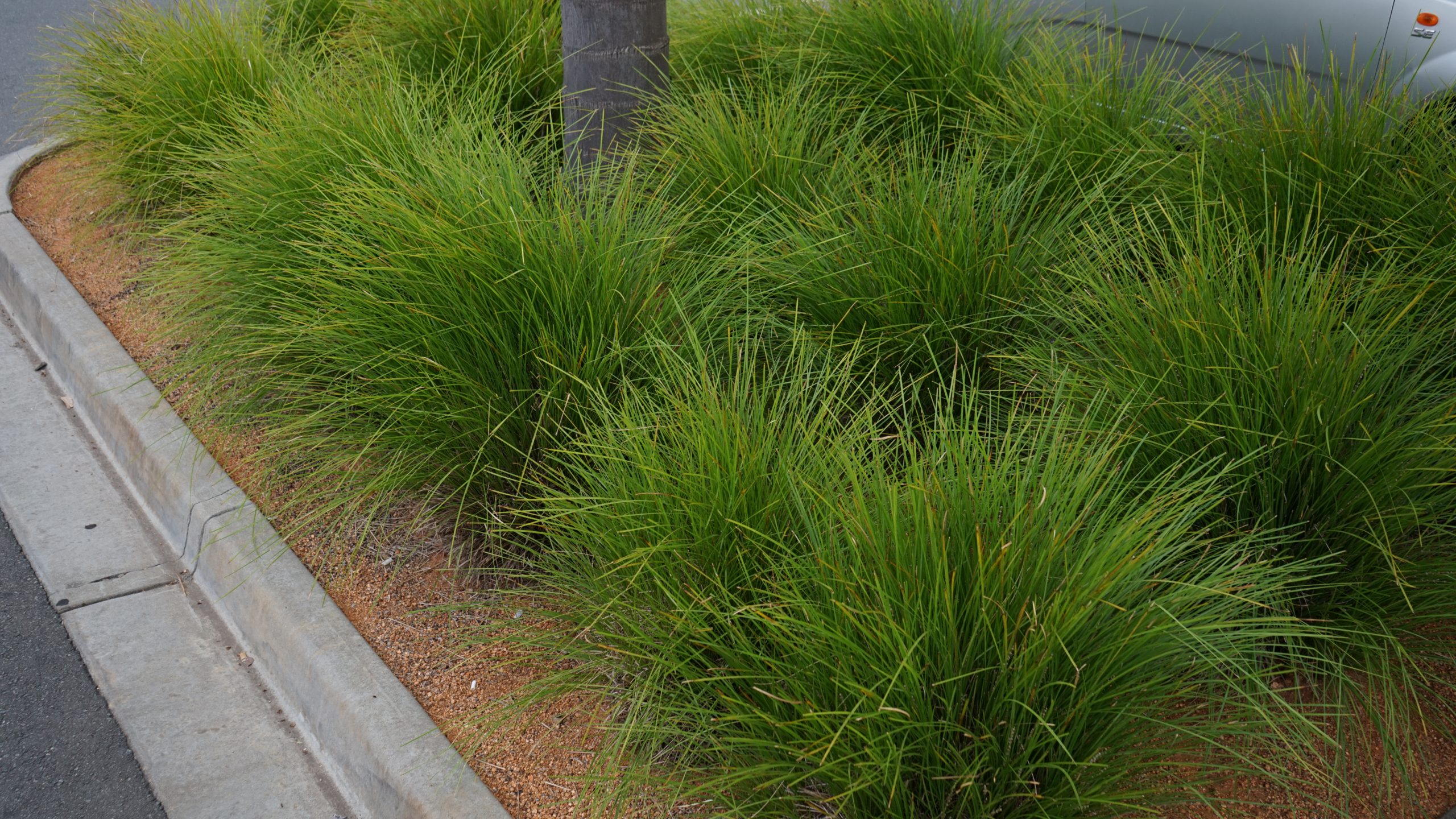 Clumps of Acacia 'Lime Magik' 6" pots, an ornamental grass from Acacia Nursery, lining a roadside curb.