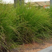 lomandra longifolia basket grass green strappy leaves australian native grasses mass planted