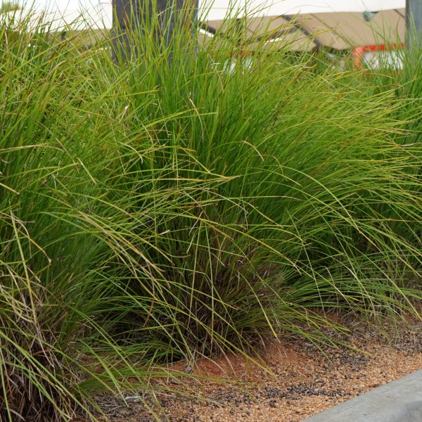 lomandra longifolia basket grass green strappy leaves australian native grasses mass planted