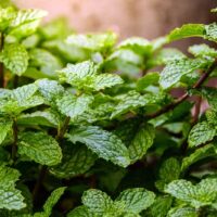 Close-up of Mint 'Spearmint' with lush green, textured leaves growing densely in natural light.