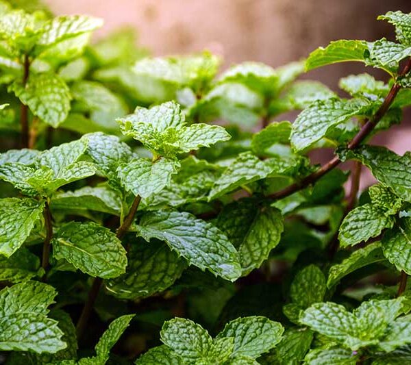 Close-up of Mint 'Spearmint' with lush green, textured leaves growing densely in natural light.
