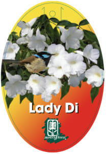 Pandorea 'Lady Di' - Image 3