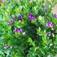 Polygala 'Little Polly™' in a 6" pot offers lush green foliage with small purple flowers, adding charm to any space.