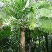 A tall Ravenea 'Majestic Palm' with a thick trunk and vibrant green fronds stands in a lush tropical setting.