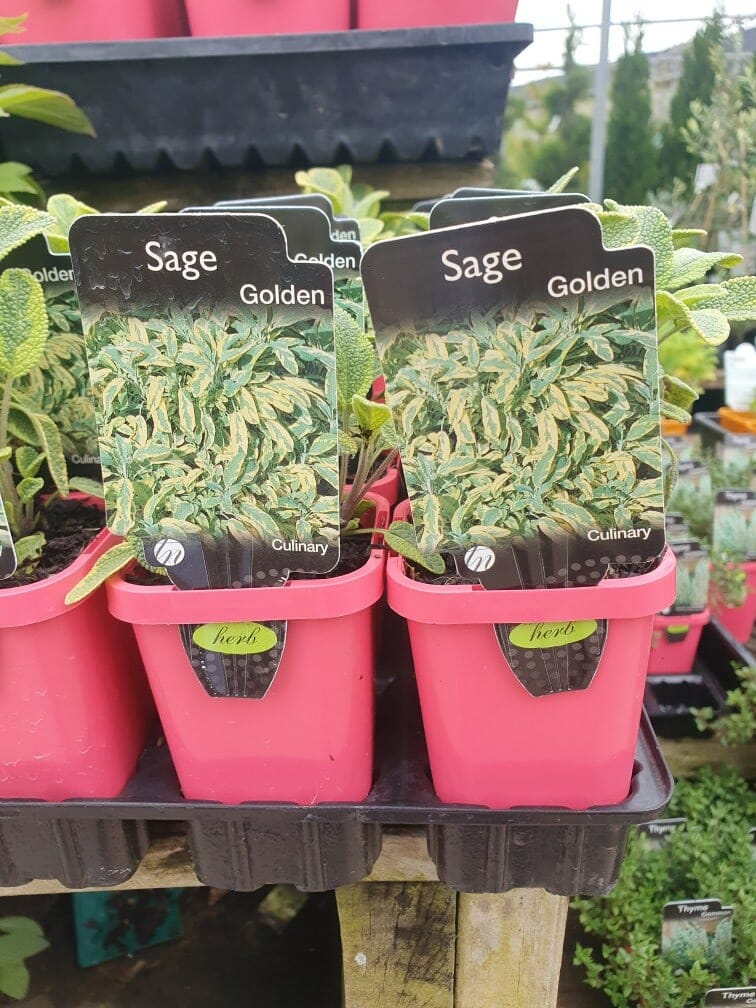 The shelf in the garden center showcases neatly arranged pink pots labeled "herb," each containing a Salvia 'Golden Sage' plant in a 4" pot.