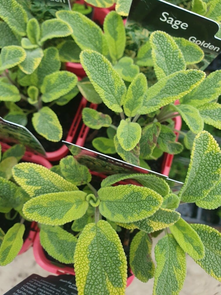 4-inch pot of Salvia 'Golden Sage' featuring green textured leaves.