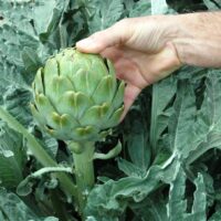 Green Globe Artichoke