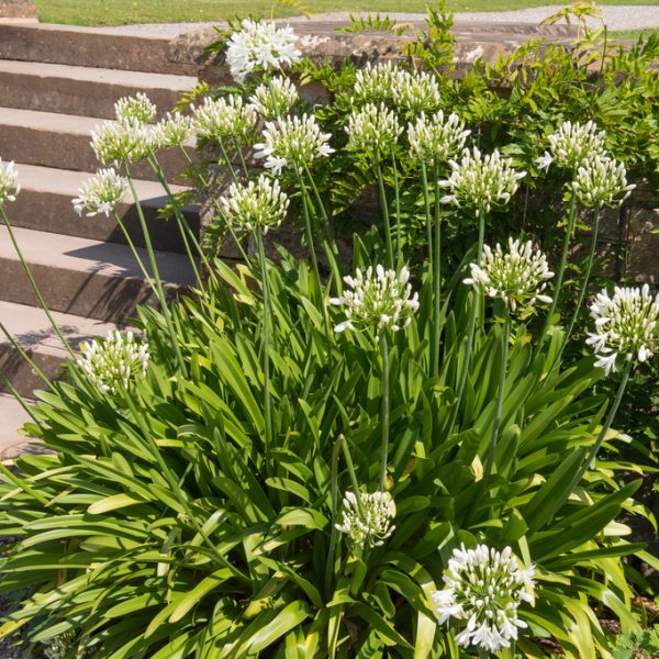 A cluster of Cestrum 'Night Blooming Jasmine' 6" Pot flourishes beside a set of stone steps, its white flowers creating a serene beauty, especially in the moonlight.