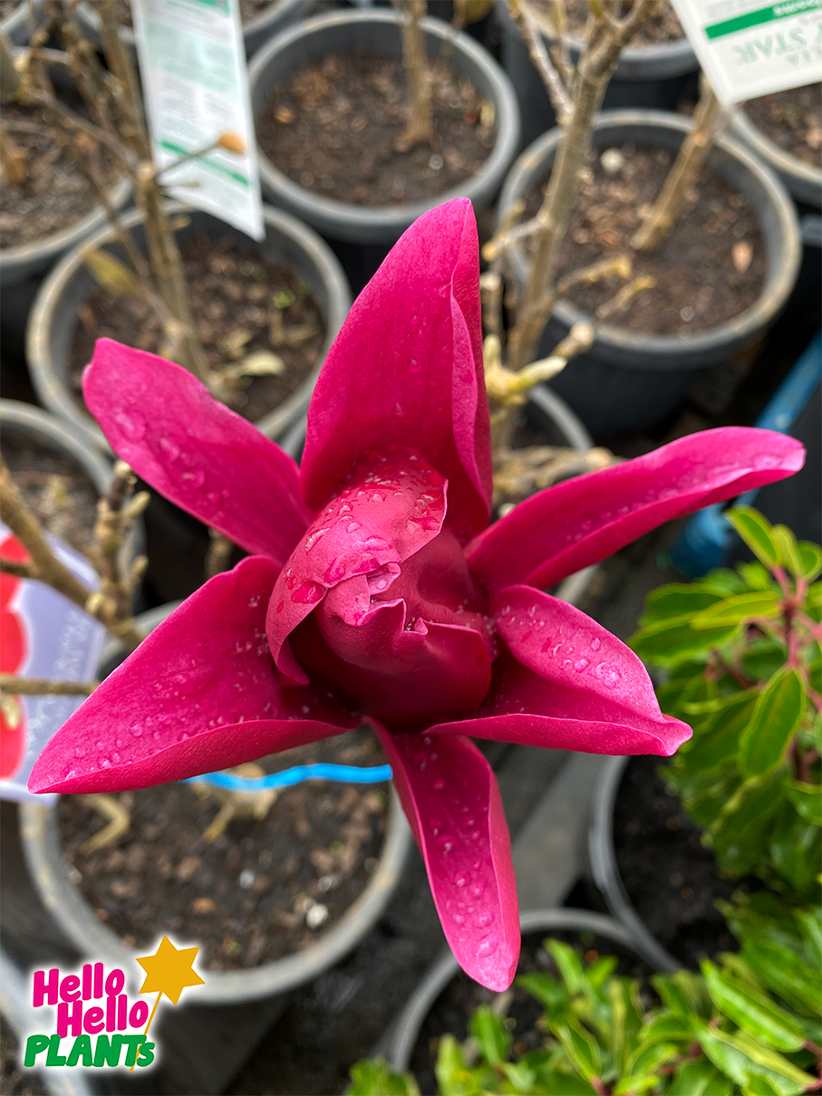 Magnolia 'Burgundy Star™' 10" Pot - Image 6