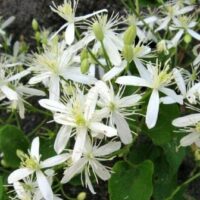 Clematis "Southern Stars"