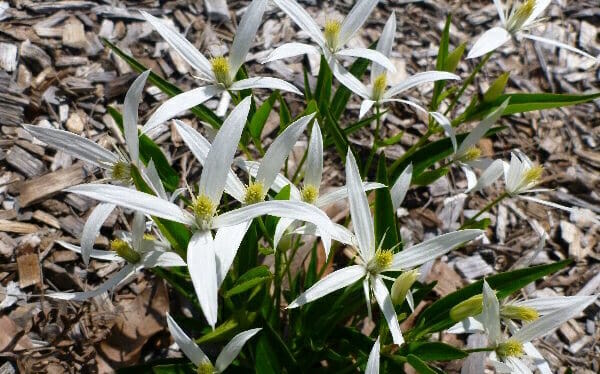 Clematis "Southern Stars"