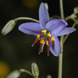 Close-up of a purple Dianella revoluta 'Black Anther Lily' 6" Pot flower with visible stamens and buds against a dark background.