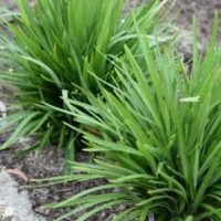 Clumps of Dianella revoluta 'Black Anther Lily' 6" Pot, with dewdrops on the blades, growing in a garden with visible soil.