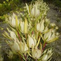 Leucodendron "Moon Glow"