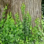 English Ivy