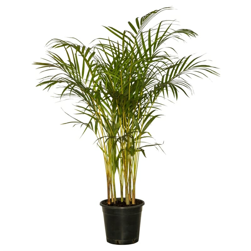 Dypsis 'Golden Cane Palm' 8" Pot plant isolated on a white background.
