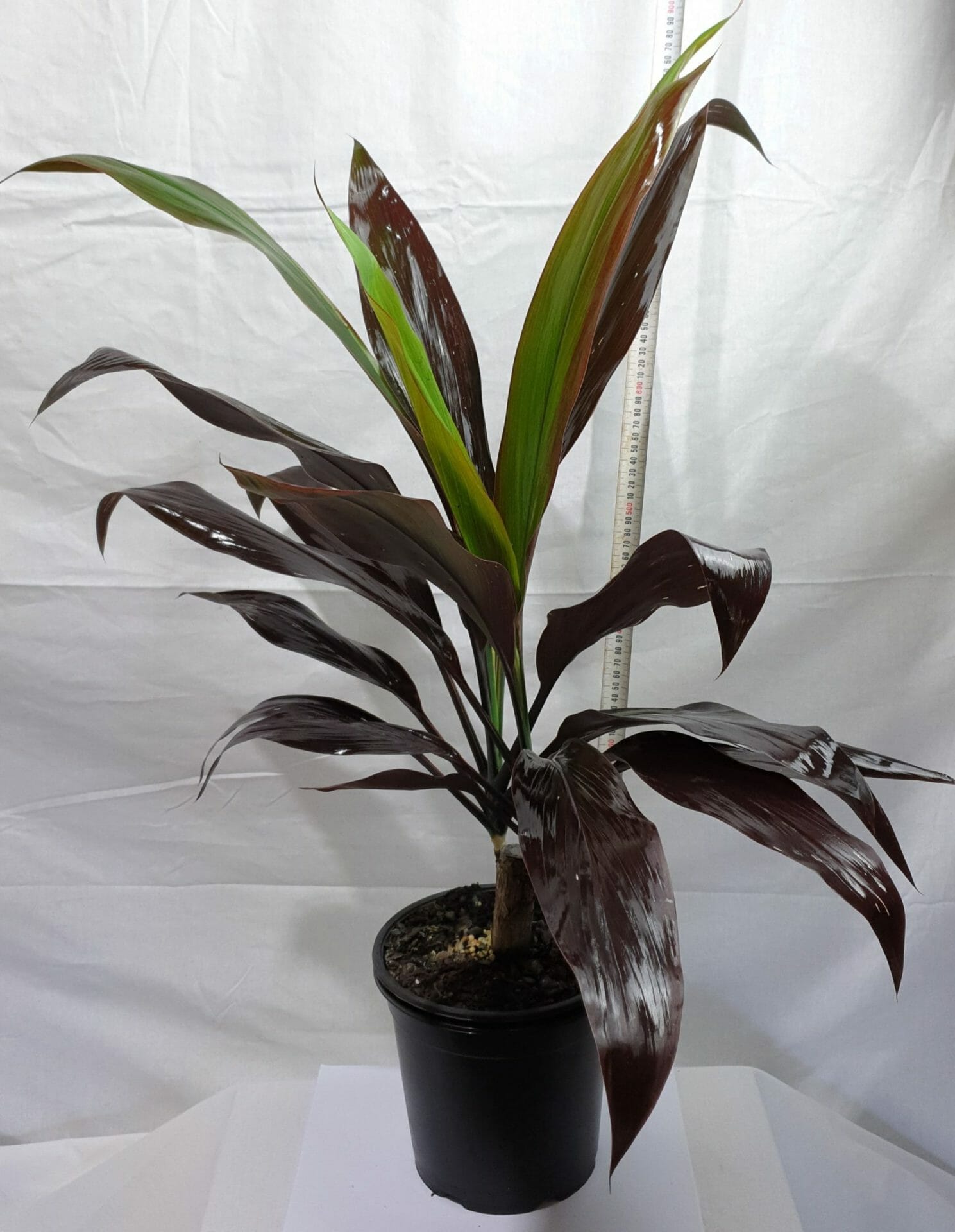 Cordyline 'Negra' 8" Pot - Image 2