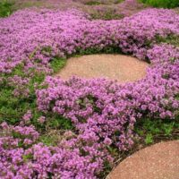 Pink Creeping Thyme