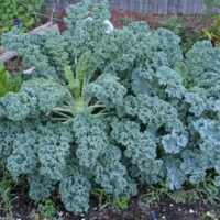 Kale Blue Ridge