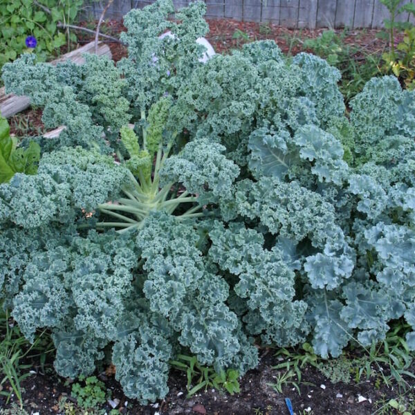 Kale Blue Ridge