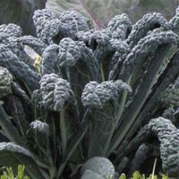 Black Toscana Kale