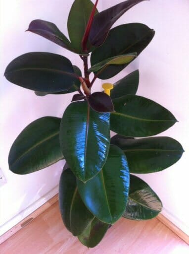 Ficus Burgandy "Rubber Fig"