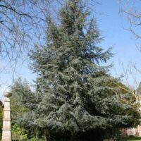 Cedrus 'Blue Atlas Cedar' @ Hello Hello Plants