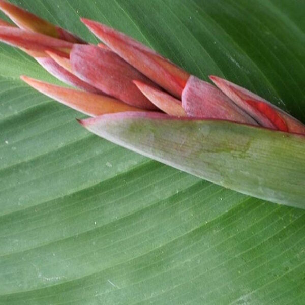 Canna "Dr Eisler"