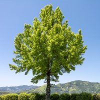A solitary Acer 'Leopoldii Maple' Variegated Sycamore 12" Pot stands against a backdrop of distant mountains under a clear blue sky.