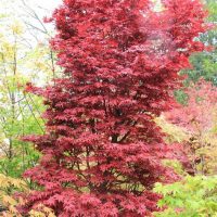 A vibrant red Acer 'Leopoldii Maple' Variegated Sycamore 12" Pot with dense foliage stands surrounded by greenery and other vegetation.
