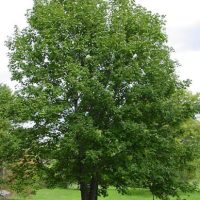 An Acer 'Leopoldii Maple' Variegated Sycamore 12" Pot stands in a grassy area, its green leaves gently swaying with the breeze, while a path winds in the background.