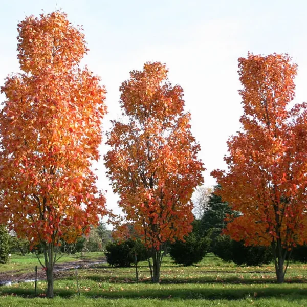 Three tall trees with vibrant orange and red autumn foliage, including a striking Acer 'Leopoldii Maple' Variegated Sycamore 12" Pot, standing gracefully in a grassy field.