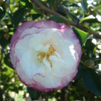 Camellia "Beatrice Emily"