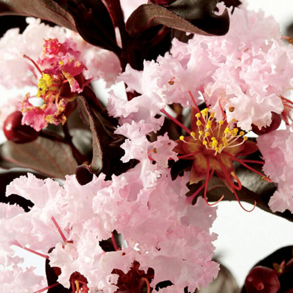 Diamonds in the Dark "Blush"