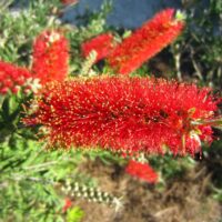 Close-up of vibrant red Callistemon 'Macarthur™' bottlebrush flowers with lush green foliage against a blurred natural background, capturing the essence of this striking plant.