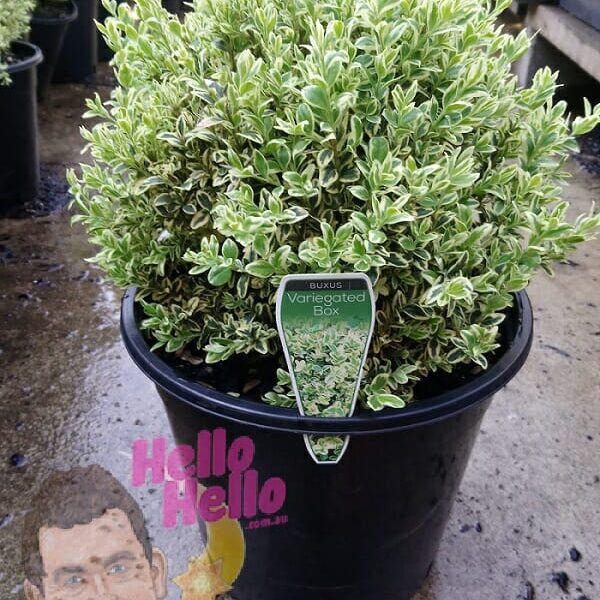 English Box Variegated 10inch pot