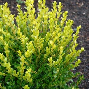 Buxus 'Faulkner' Boxwood 6" Pot with yellow-green leaves.