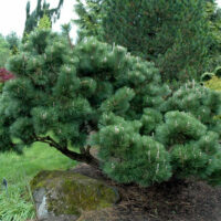 Pinus "Japanese Black Pine"