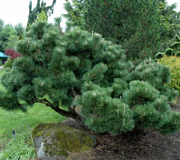 Pinus "Japanese Black Pine"